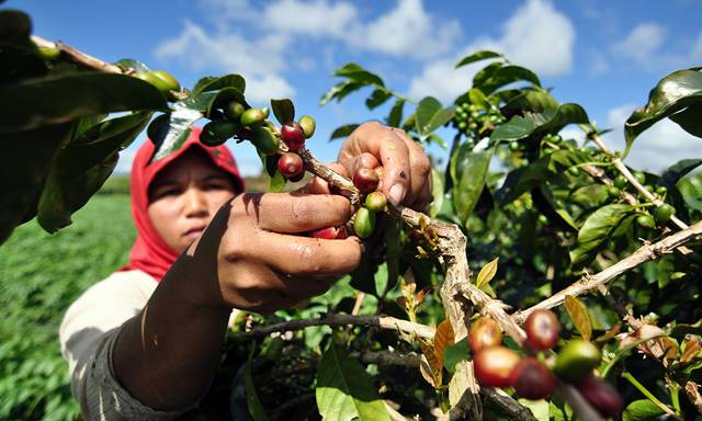 Petani Kopi di Cimanggung Sumedang Sambut Gembira Bantuan Mesin Grinder dari Politeknik Negeri Bandung
