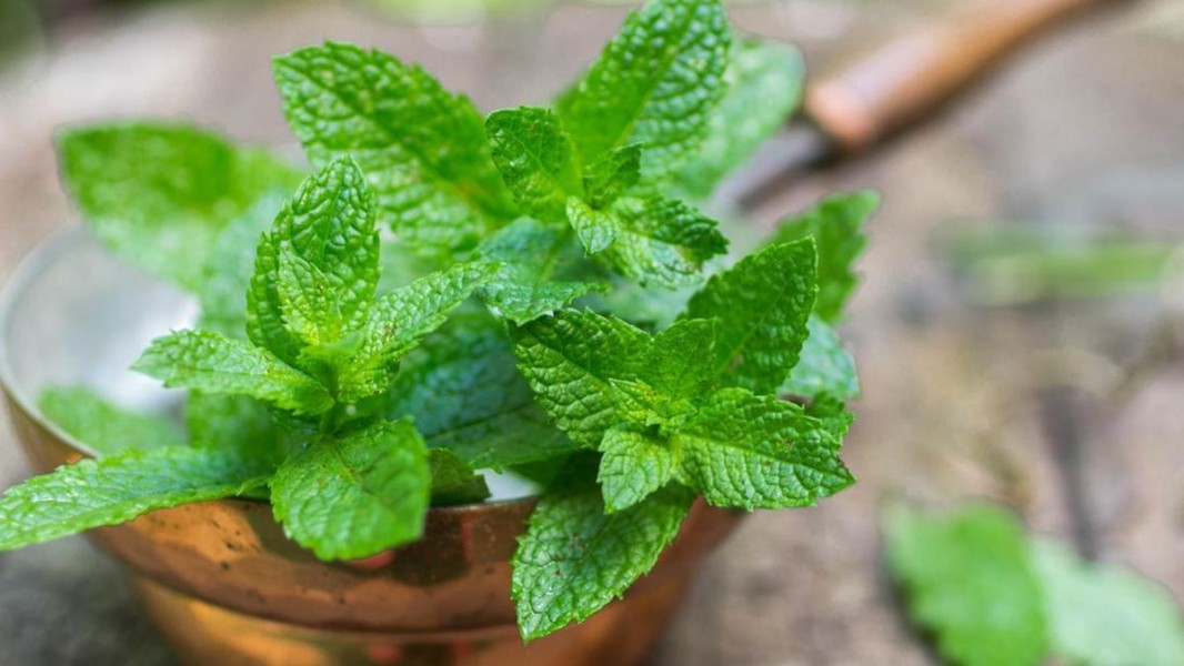 5 Tanaman Hias Ampuh Usir Serangga Saat Musim Hujan di Rumah