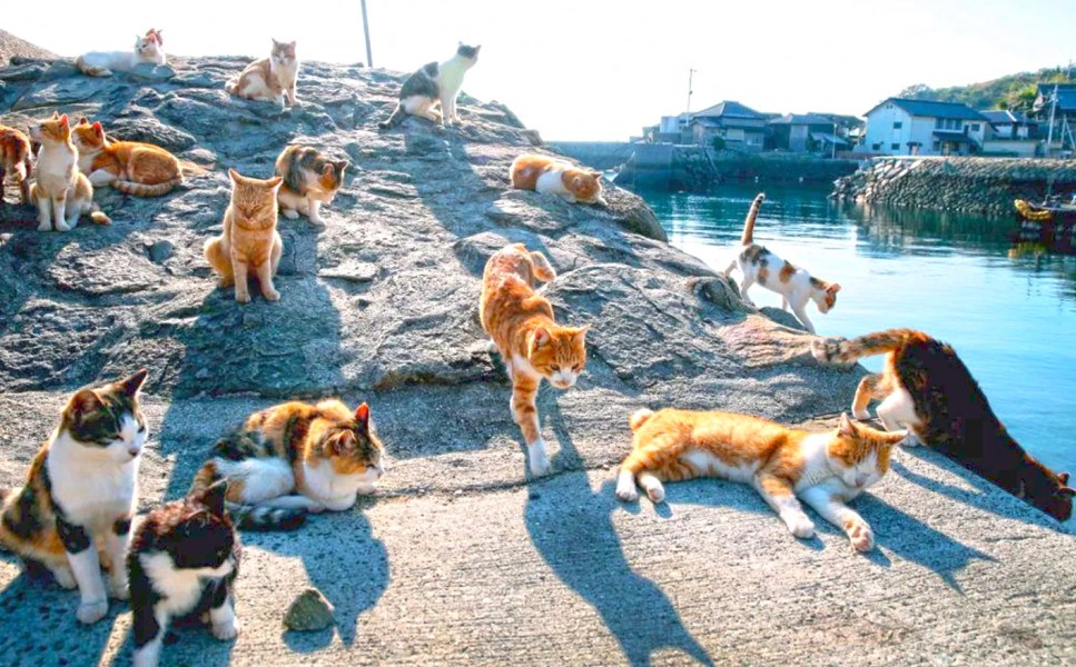 Pulau Kucing di Pulau Tidung Kecil Bakal Jadi Destinasi Wisata Unik Ramah Hewan, DPRD DKI Terbelah antara Dukungan dan Kekhawatiran Ganggu Ekosistem Burung