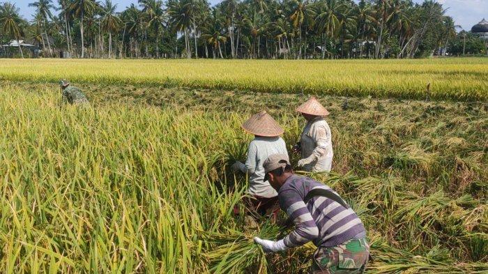 Harga Gabah Merosot, Petani di Aceh Besar Berharap Keberpihakan Pemerintah