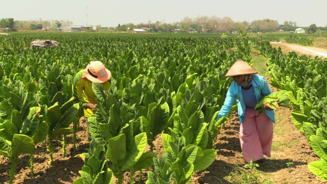 Petani Tembakau Bojonegoro Keluhkan Harga Anjlok