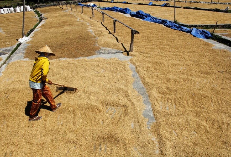 Bulog Maksimalkan Penyerapan Gabah dan Beras untuk Stabilkan Pasokan Nasional