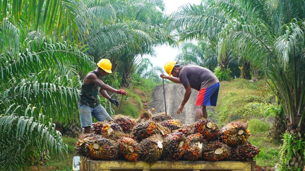 Industri Sawit Perkuat Kepatuhan dengan Sertifikasi ISPO dan RSPO