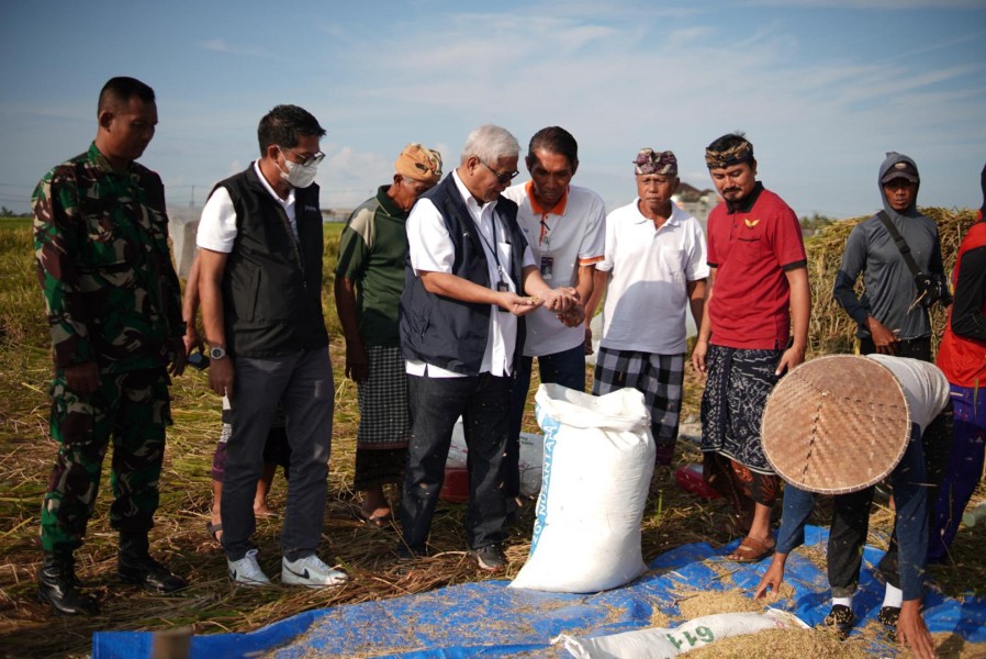Bulog Optimalkan Penyerapan Gabah Kering Panen Demi Kesejahteraan Petani