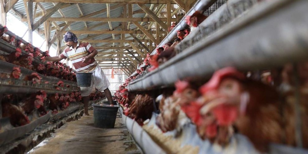 Hilirisasi Peternakan NTB Berhasil Menarik Minat Investor Secara Positif