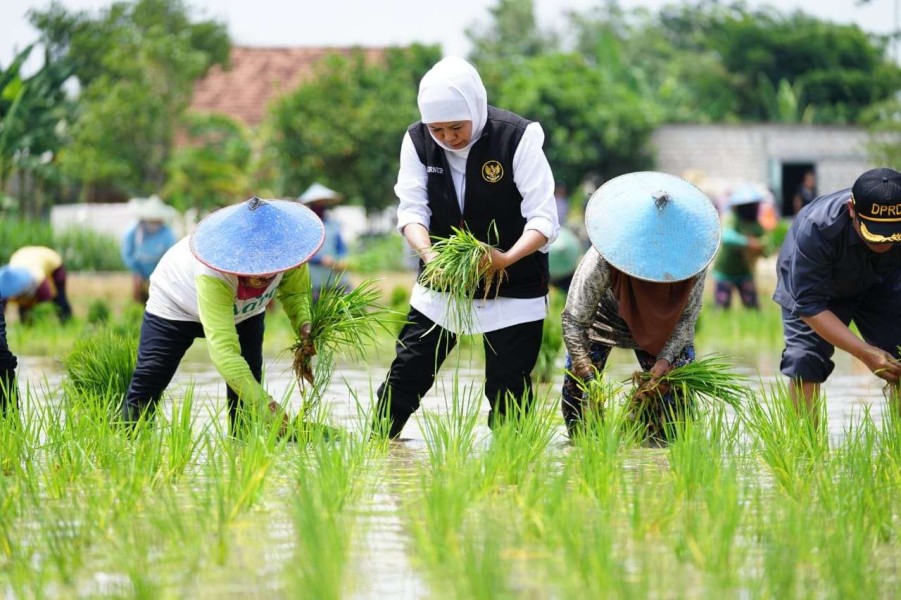 Petani Probolinggo Semangat Genjot Produksi