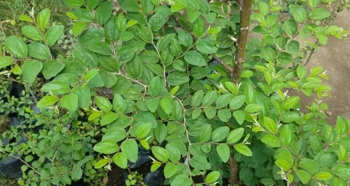 Manfaat Daun Bidara untuk Kesehatan yang Jarang Diketahui