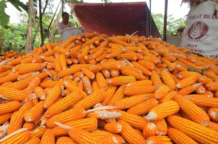 Pemkab Sumbawa Minta Mitra Swasta Bantu Serap Jagung Petani, Harga Diminta Tak Turun di Bawah Rp4.500 per Kg