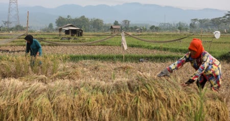 Petani Kecil Dunia Butuh Pendanaan Raksasa untuk Adaptasi Perubahan Iklim