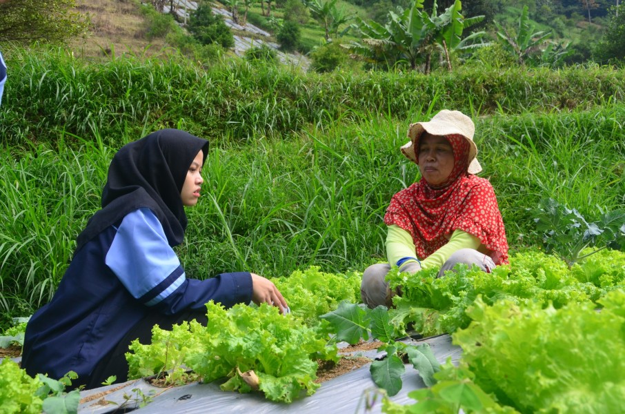 Petani Sayuran Siap Kokohkan Ketersediaan Pangan Segar Jelang Ramadan dan Lebaran 2026