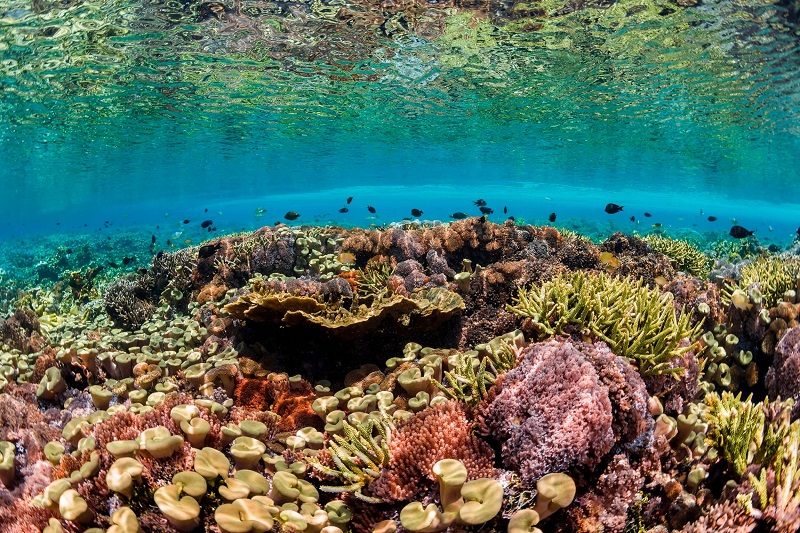 Hutan Bawah Laut Vital di Chili Hadapi Ancaman dari Pertambangan