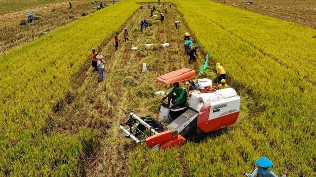 Apa Itu Swasembada Pangan: Kebijakan hingga Pencapaiannya