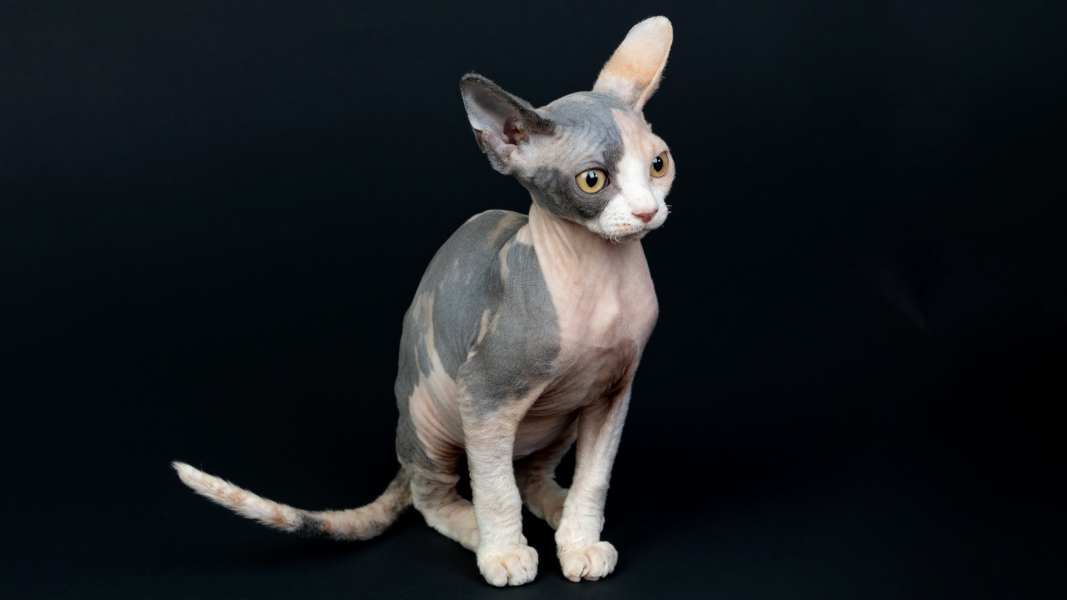 Hingga Puluhan Juta Rupiah, Harga Kucing Sphynx Ras Termahal di Dunia