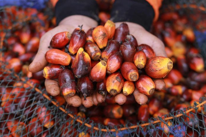 Kebijakan B50 Indonesia Diproyeksikan Dorong Harga Sawit Internasional