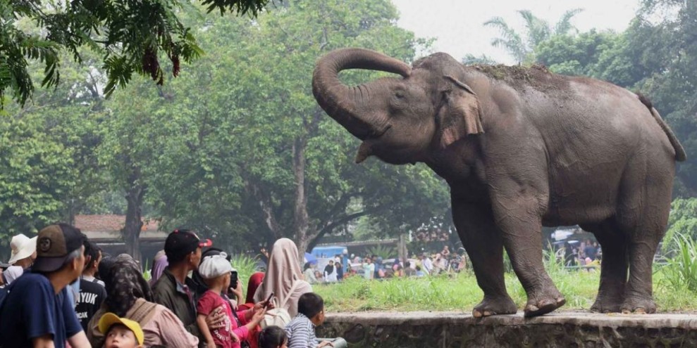 Cara Beli Tiket Ragunan dalam 2 Metode, Cepat dan Efisien