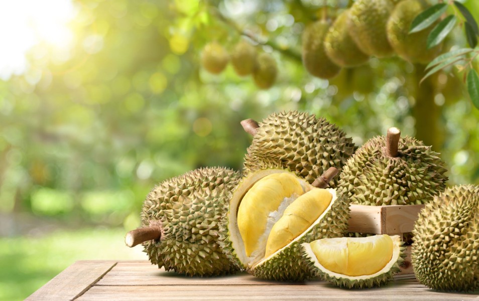 Panduan Lengkap Memilih Durian Anti Zonk agar Isinya Legit, Manis, dan Memuaskan