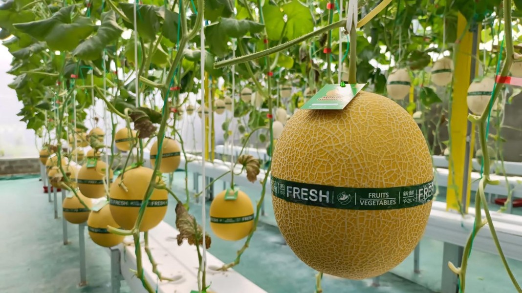 Petani Milenial Kembangkan Melon Hidroponik Mandiri