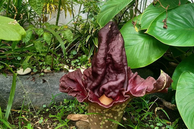 Fenomena Langka: Bunga Bangkai Suweg Mekar di Tengah Kota Jakarta