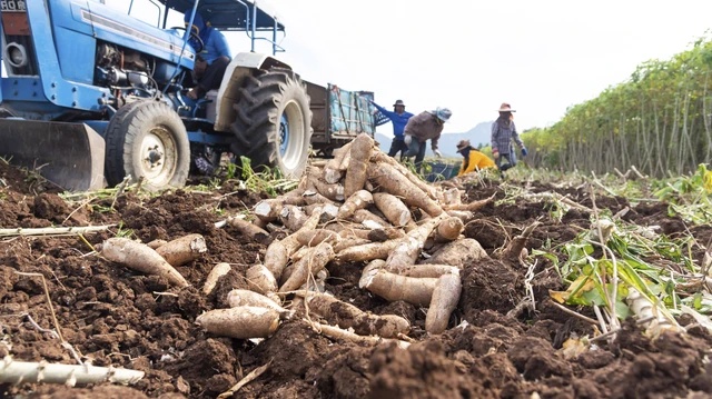 Upaya Regulasi Impor Singkong dan Tapioka untuk Menyelamatkan Petani Lokal