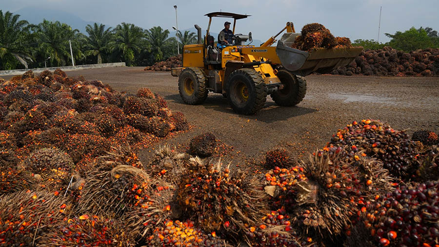 Harga CPO Pulih Setelah Turun Tiga Hari Berturut-turut