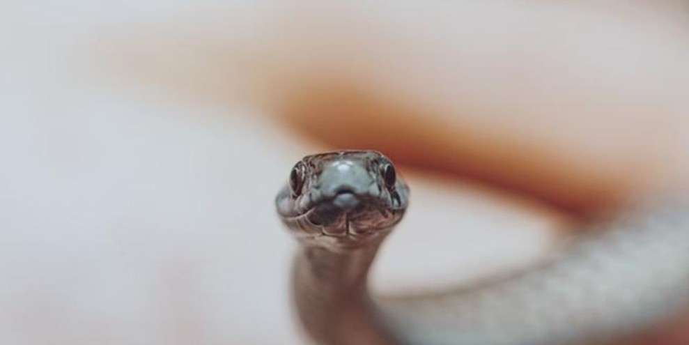 Apa Arti Mimpi Ular Menurut Islam? Bisa Jadi Pertanda Baik!