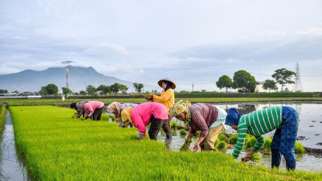 Hilirisasi Pertanian Kunci Utama Kesejahteraan Petani Indonesia