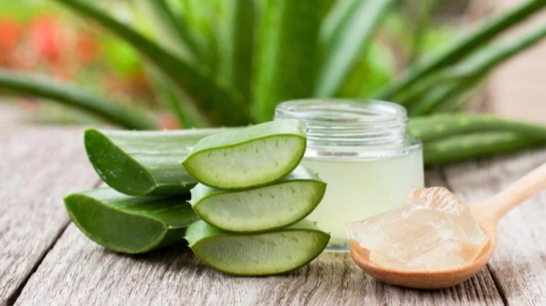 Standar Ilmiah Lidah Buaya, Jaminan Produk Herbal Aman