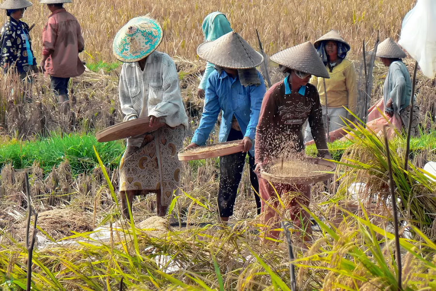 Petani Naik Kelas Bukti Perubahan dari Desa