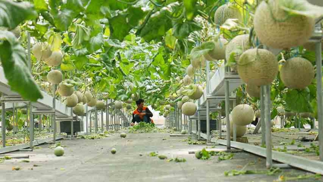 Petani Milenial Ulubelu Kembangkan Melon Panas Bumi