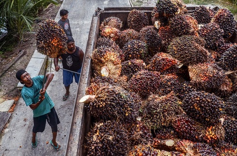 Harga CPO Melejit di Bursa Malaysia, Dipicu Lonjakan Harga Minyak Global dan Ketegangan Geopolitik