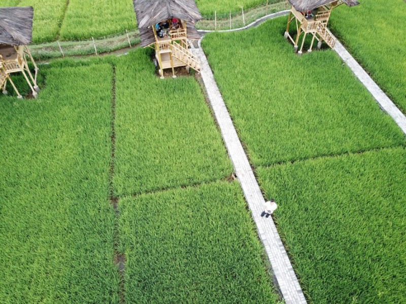 Pemerintah Mempercepat Pembangunan Jalan Akses Merauke Guna Mendukung Program Food Estate