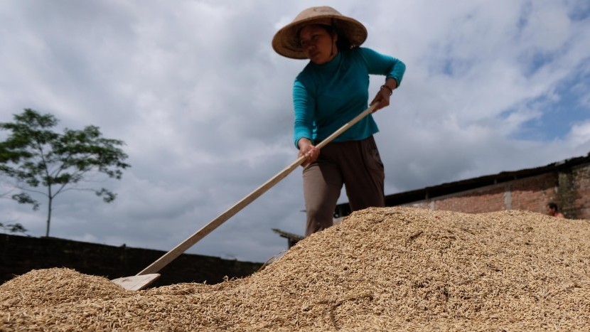 Harga Gabah Naik, Petani Tanah Laut Tersenyum