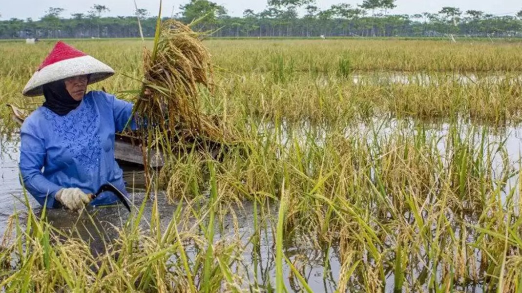 Banjir Rendam Puluhan Hektar Lahan Padi di Taman Ayu, Petani Terancam Rugi Besar
