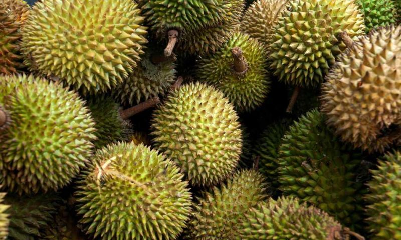 Peluang Ekspor Durian Indonesia Meningkat Seiring Permintaan Tinggi Pasar Global