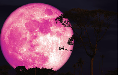 Jangan Lewatkan Pink Moon April 2026, Ini Jadwal dan Tips Menikmatinya