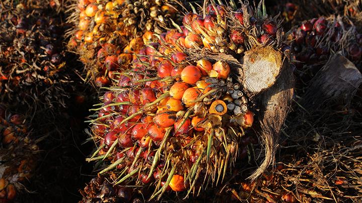 Referensi Harga CPO November 2025 Meningkat Sedikit, Mencapai Angka Baru