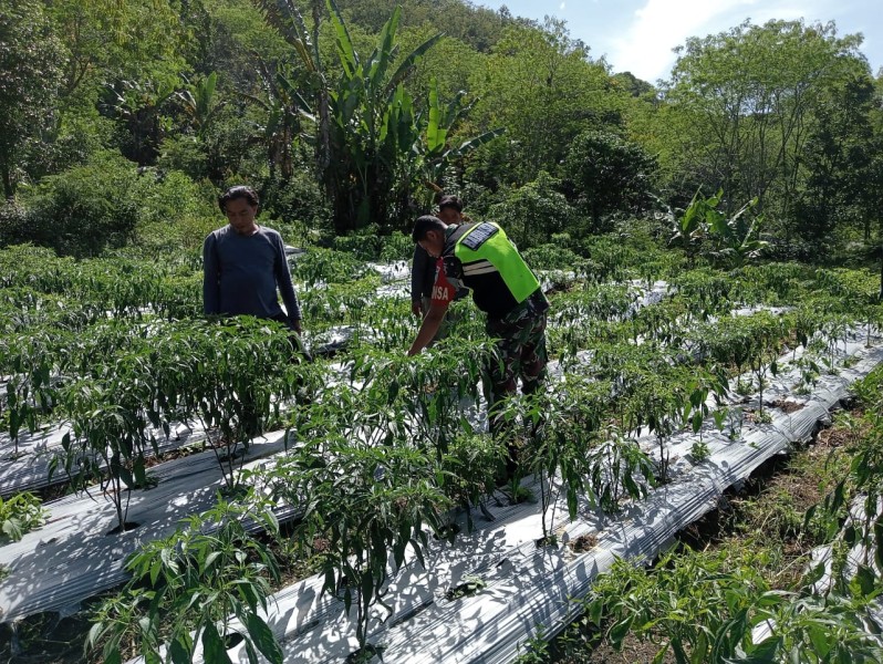 Babinsa Koramil 28 MD Turun ke Sawah, Bantu Petani Panen Cabai Demi Ketahanan Pangan