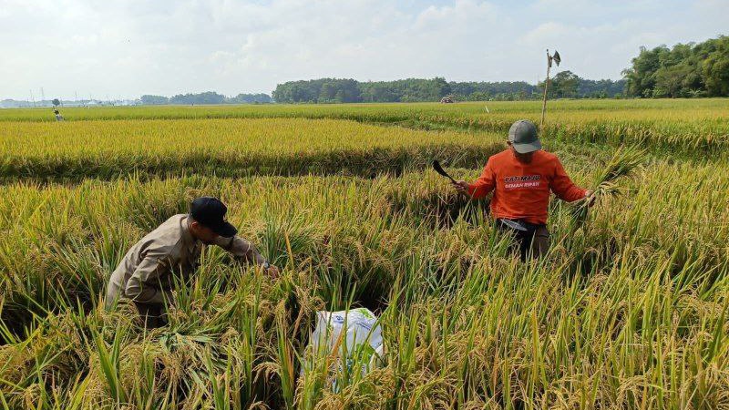 Kerja Keras Petani dan PPL Jakenan: Ubinan Padi Capai 10,65 Ton per Hektar