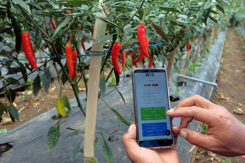 Teknologi Digital Dongkrak Produktivitas Petani Cabai di Pandeglang