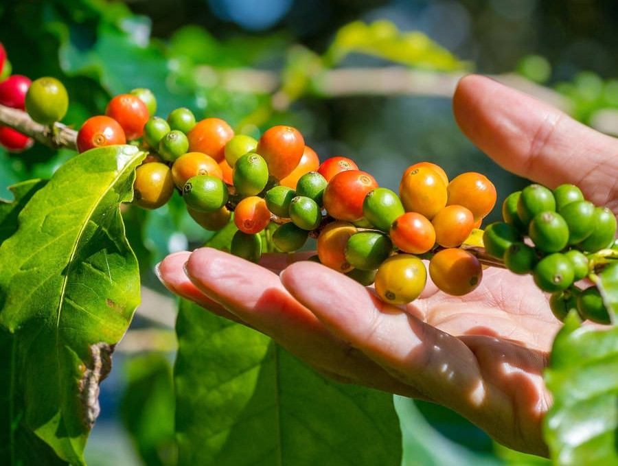 Perdana, Petani Kopi Vietnam Terima Pembayaran Klaim Asuransi Parametrik Akibat Kekeringan