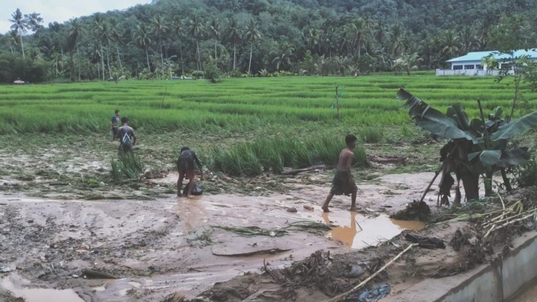 Pemulihan Petani Sumatera Pascabanjir Dipastikan Pemerintah Agar Kembali Produktif