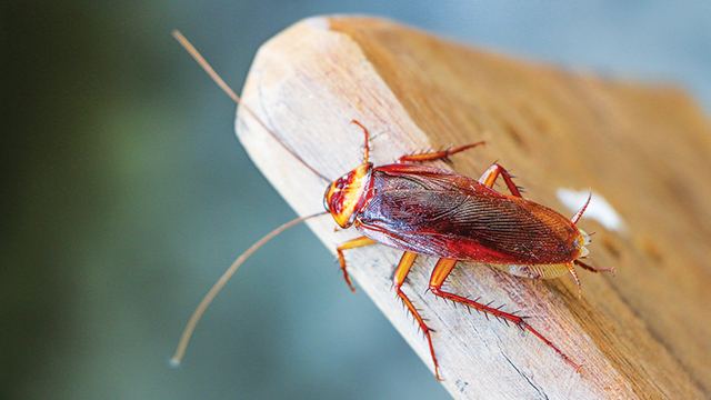 7 Cara Alami Usir Kecoak Rumah Pakai Bahan Dapur Ampuh