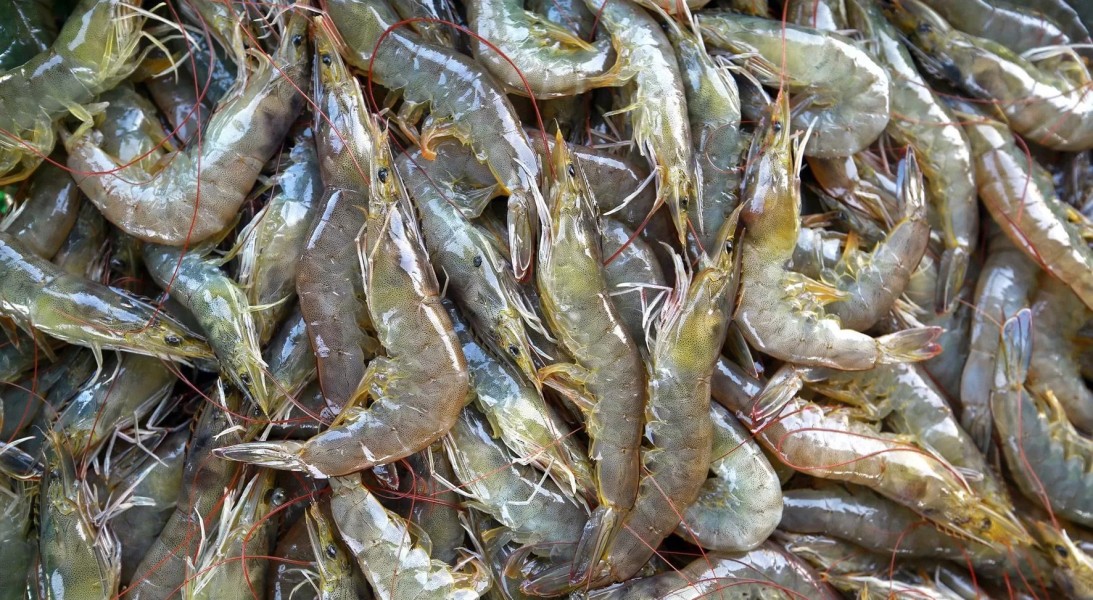 Sektor Hulu Udang Dikuatkan Kementerian Kelautan dan Perikanan Indonesia