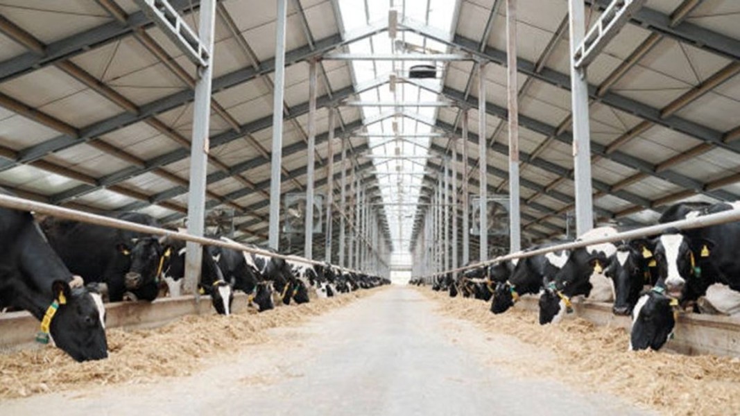 BEEF Raup Cuan, Ekspansi Bisnis Susu dan Daging Kerbau Nasional