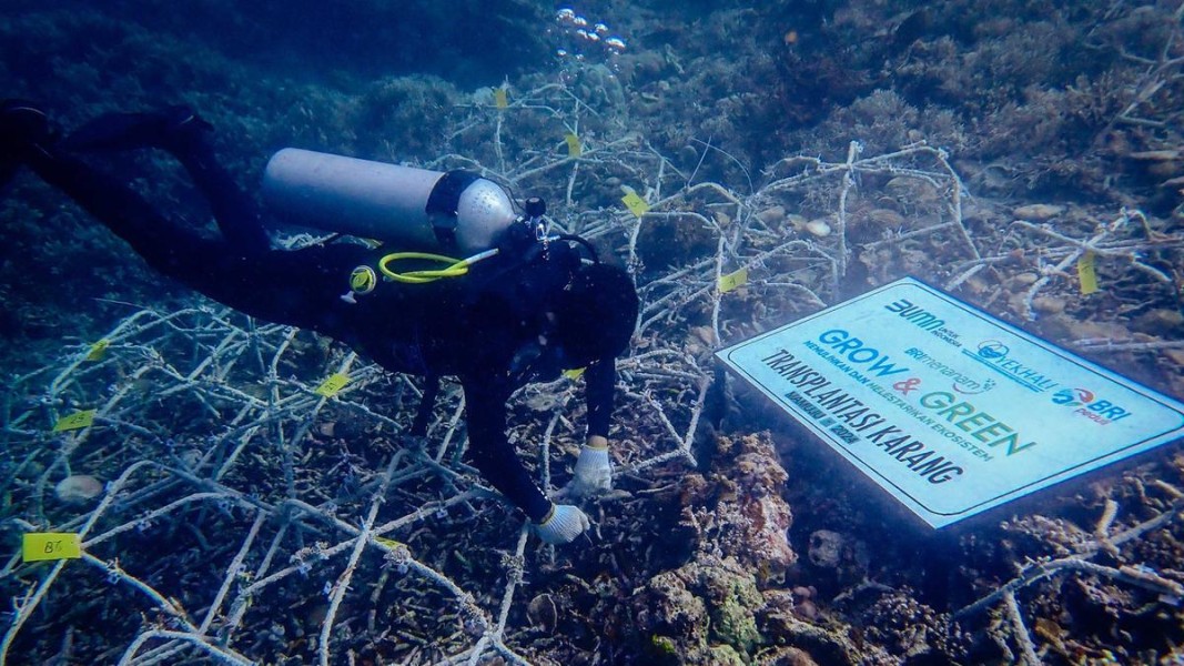BRI Terus Berkomitmen Lestarikan Ekosistem Laut di Gili Matra, NTB Melalui Program Grow & Green