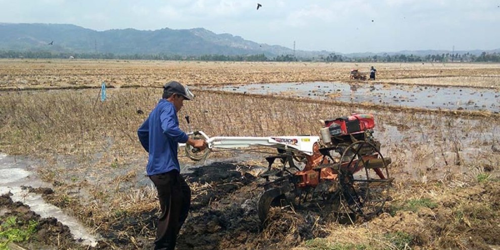Petani Disarankan Menanam Padi Panen Cepat untuk Antisipasi Musim Kemarau