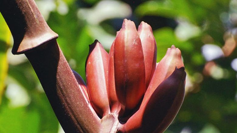 Pisang Merah Muda Kini Menjadi Andalan Utama Petani Lokal Mao