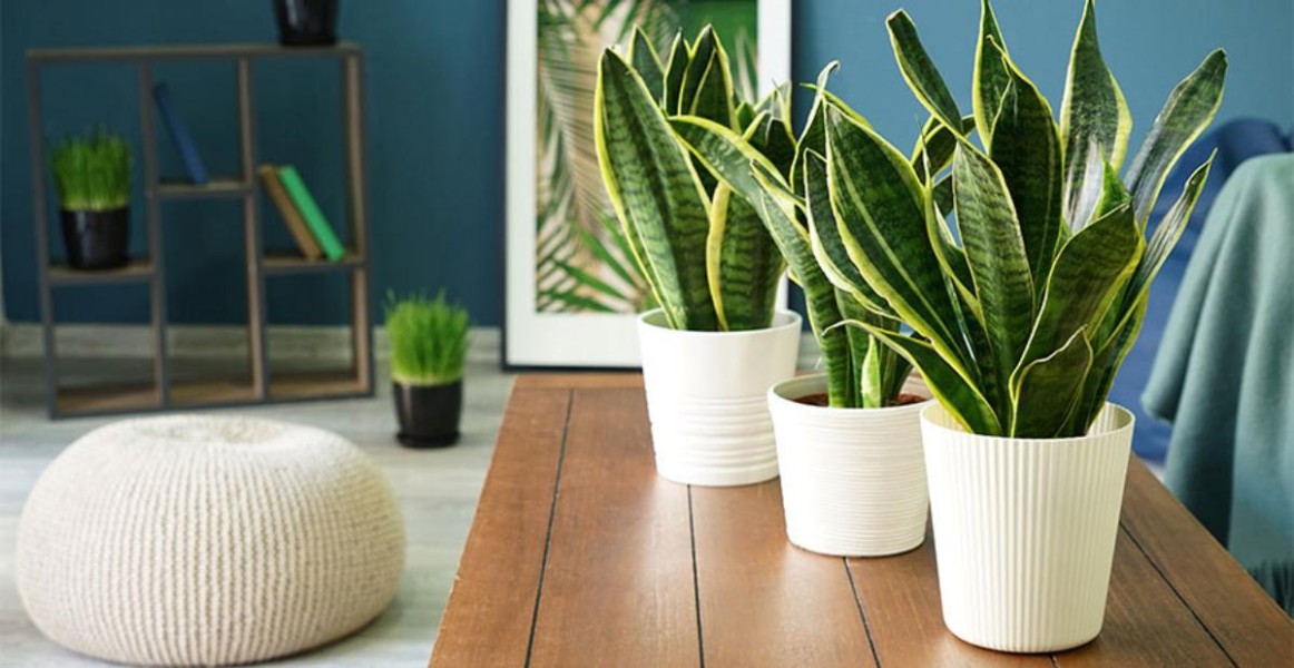 5 Tanaman Hias Indoor Paling Cocok untuk Rumah Minimalis Modern dan Elegan