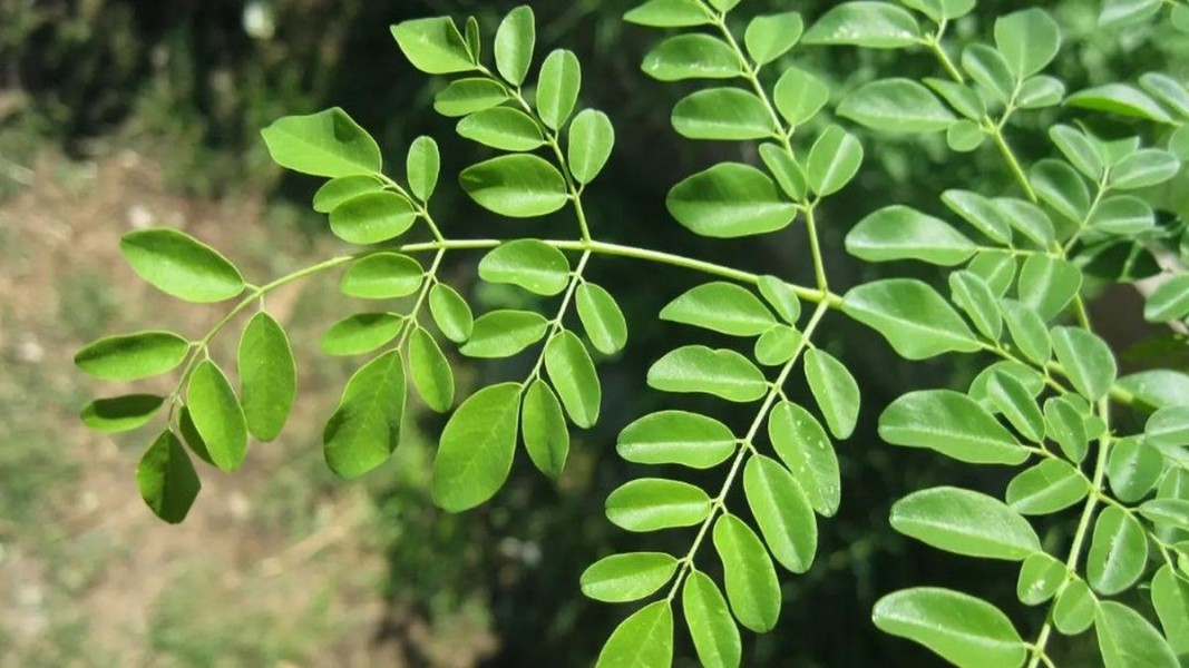 Khasiat Daun Kelor untuk Tubuh Sehat Optimal dan Kehidupan Lebih Berkualitas