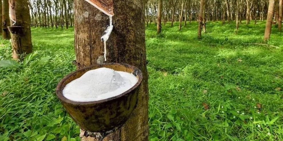 Kesepakatan Tarif Resiprokal Buka Peluang Ekspor Karet Sumsel